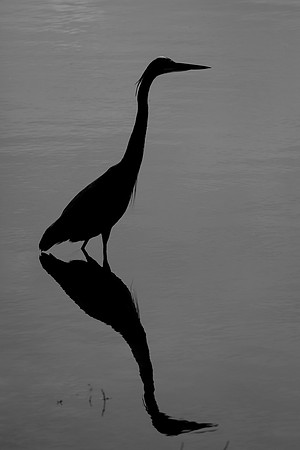 Great Blue Heron
