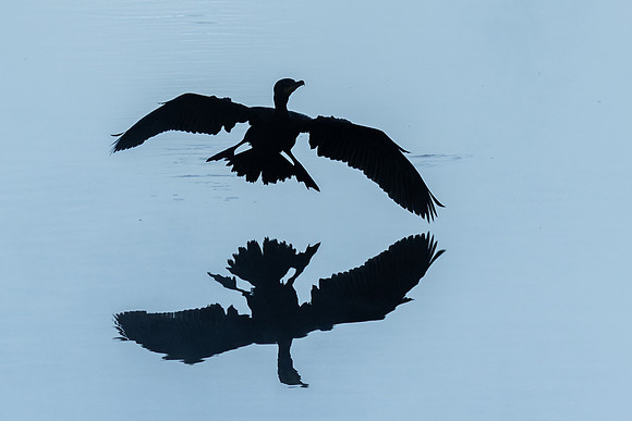 Shadow flight