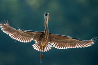 Backlit Elegance