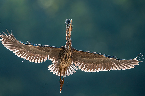 Backlit Elegance