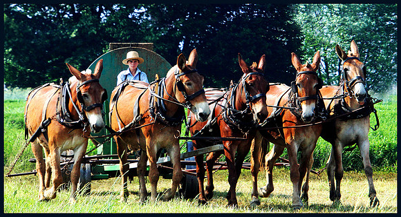 Driving His Team