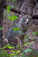 Coy Coyote