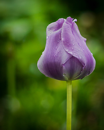 Petals and Water