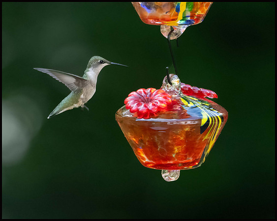 Little Hummer
