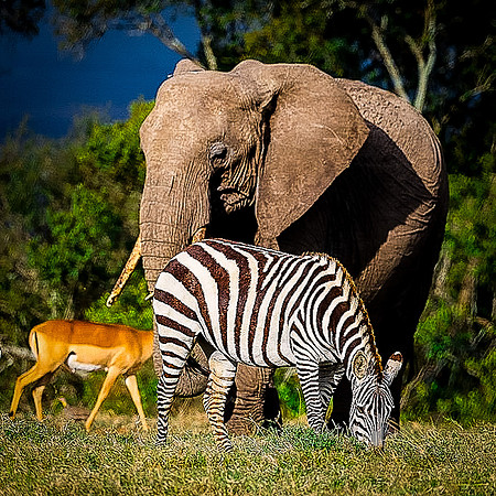 Savanna Symphony