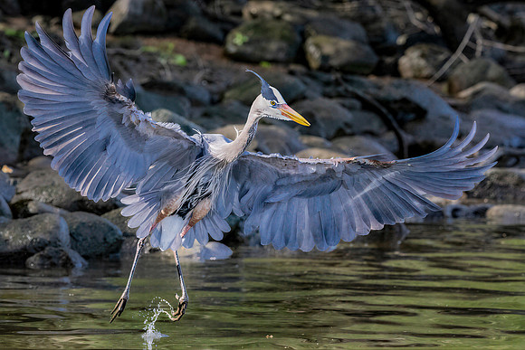 To Fly with Grace