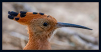 African Hoopoe