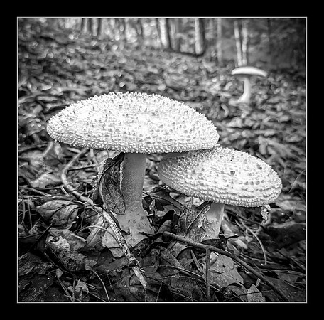 Fleeing the Frightening Fungi