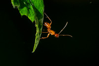 Ant icipation