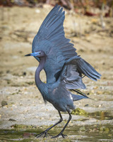 Azure Grace