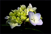 Beginning to Bloom