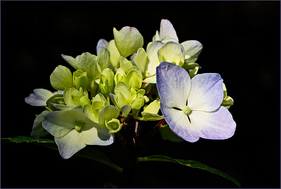 Beginning to Bloom