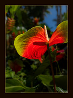 Botanical Silhouette