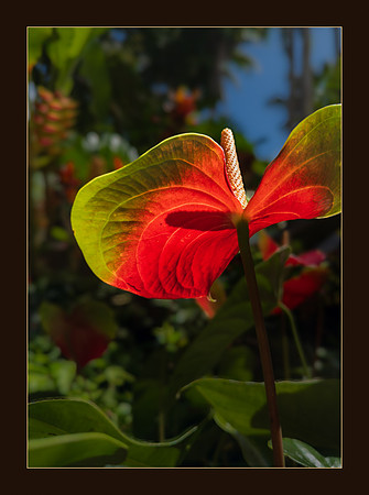 Botanical Silhouette