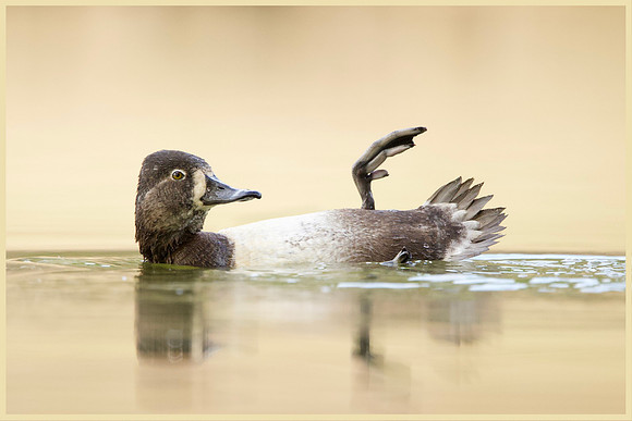 Duck's Lazy Day