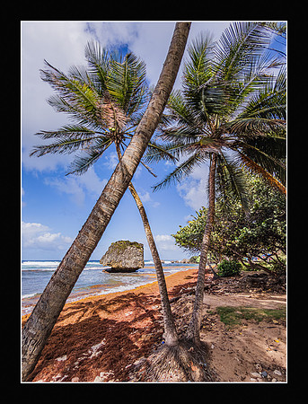 Framed by Paradise