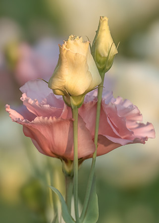 Pastel Petals