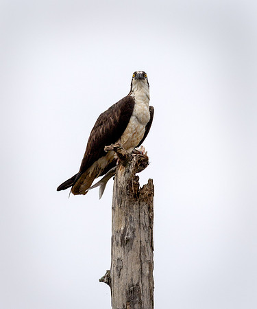 Osprey with Catch