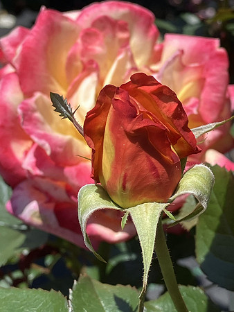 Roses at the Farmer's Market