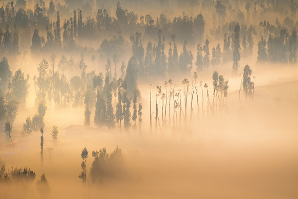 Sunlit Haze