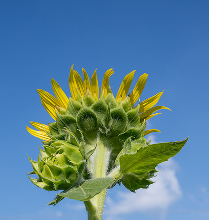 The Green Side of Gold