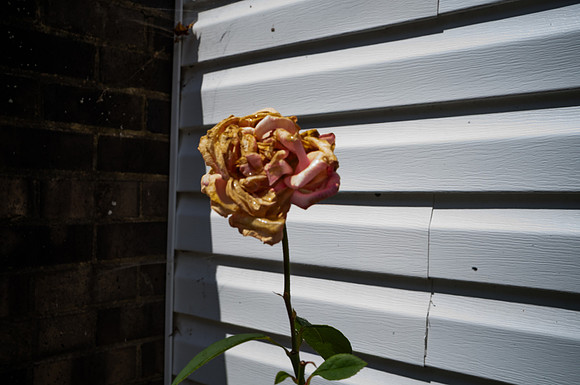 Wilting