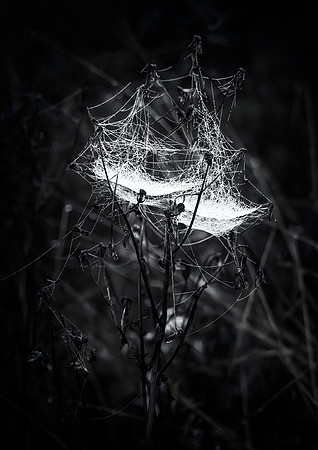 Web Cast