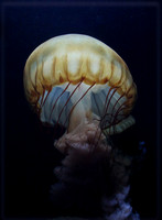 Box Jellyfish