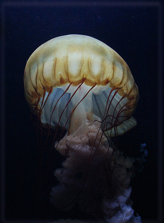 Box Jellyfish