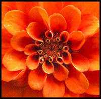 Inner Life of a Zinnia