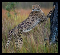 Morning Stretch