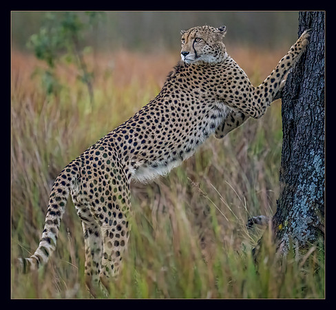 Morning Stretch