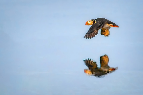 Nature's Mirror