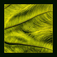 Nature's Fingerprint