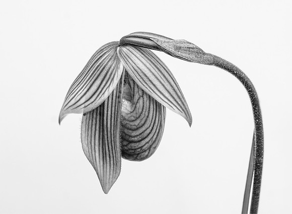 Orchid Imprint