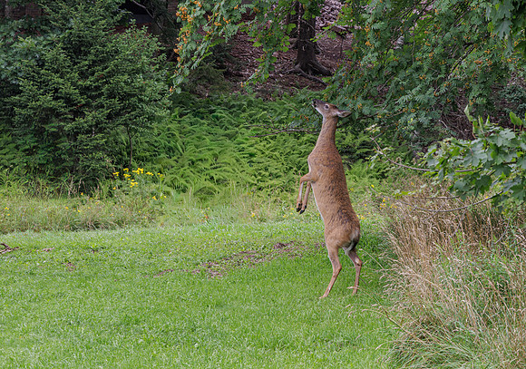 Nova Scotia Doe