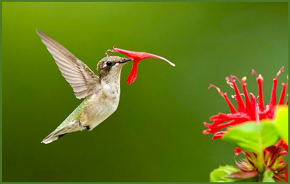 Red-Nosed Hummer