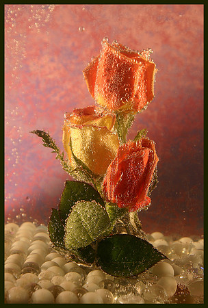 Radiant Roses