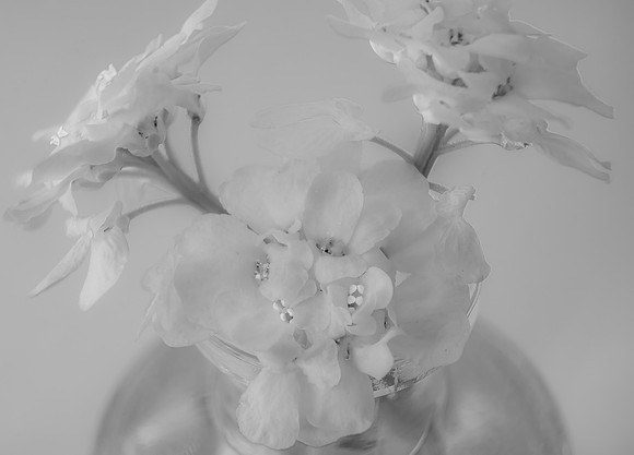 Spectral Blooms