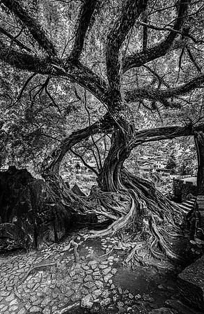 Tree of Life