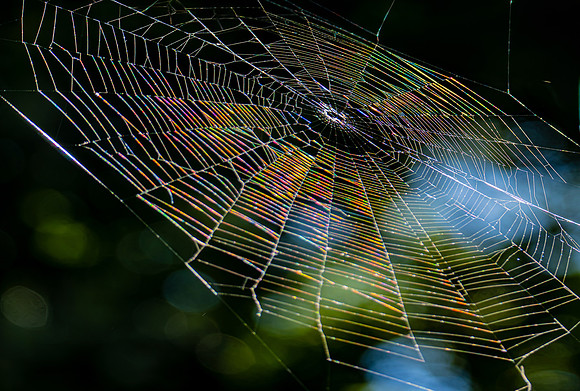 The Day a Web Caught a Rainbow