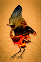 Fire Bird Dance