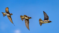 Flight of the Martin
