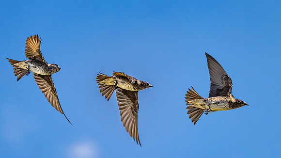Flight of the Martin