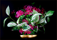 Flowers versus Vines