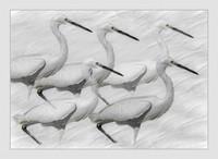 Great Egrets