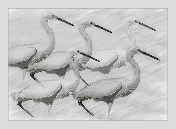 Great Egrets