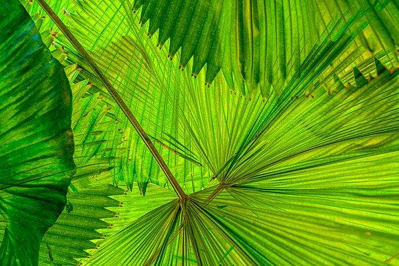 Palms