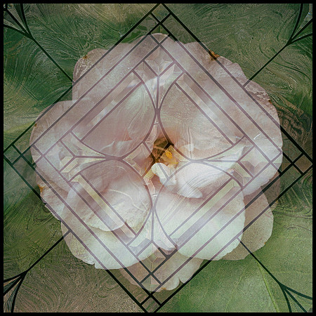 Petals and Panes