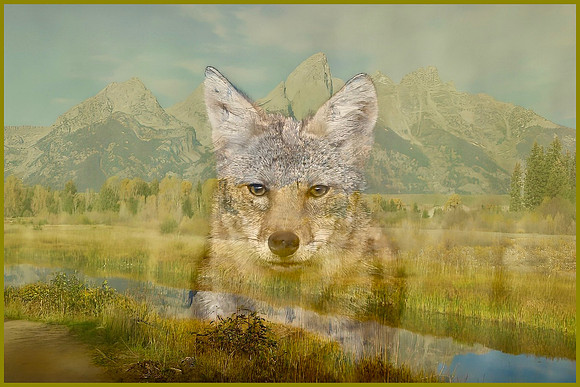 Teton Coyote